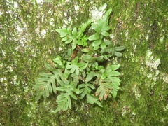 Polypodium vulgare