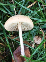 Marasmius