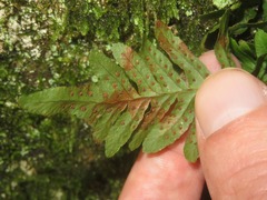 Polypodium vulgare