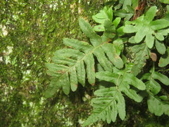 Polypodium vulgare