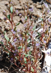 Phacelia austromontana