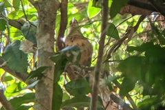 Colluricincla rufogaster