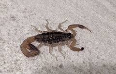 Centruroides vittatus
