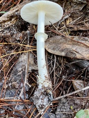 Amanita
