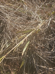 Paspalum laeve