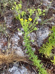 Chrysopsis scabrella