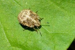Dyroderes umbraculatus
