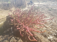 Salicornia perennis