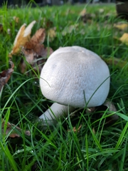 Agaricus arvensis
