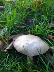 Agaricus arvensis