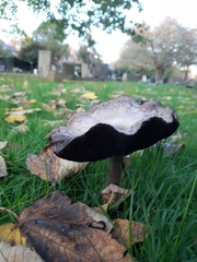 Agaricus arvensis