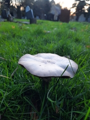 Agaricus arvensis