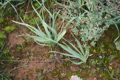 Bulbine succulenta