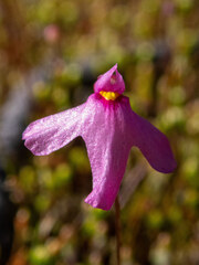 Utricularia multifida