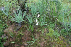 Bulbine succulenta