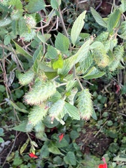 Acalypha ostryifolia