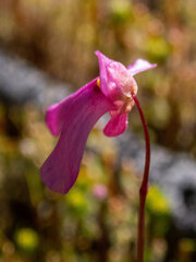 Utricularia multifida