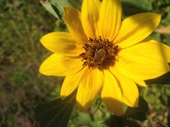 Sparnopolius confusus