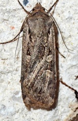 Euxoa auxiliaris