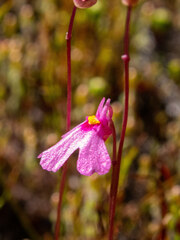 Utricularia multifida