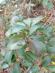 Kalmia latifolia