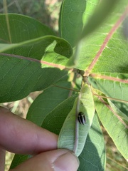 Zygogramma suturalis