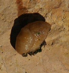 Limacoidei