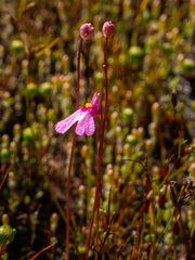 Utricularia multifida