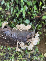 Favolaschia manipularis