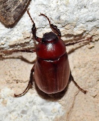 Phyllophaga