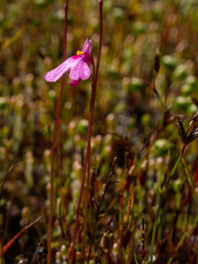 Utricularia multifida