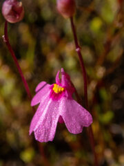 Utricularia multifida