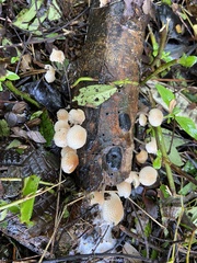 Favolaschia manipularis