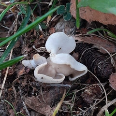 Helvella elastica