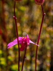 Utricularia multifida