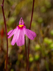 Utricularia multifida