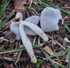 Helvella elastica