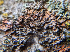 Phaeophyscia rubropulchra