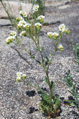Phacelia brachyloba