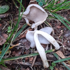 Helvella elastica