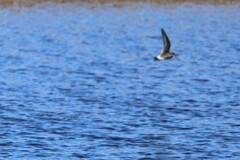Calidris fuscicollis