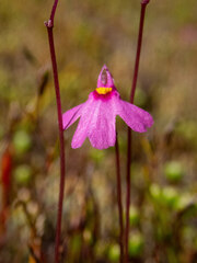 Utricularia multifida