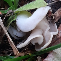 Helvella elastica
