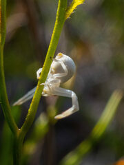 Zygometis xanthogaster