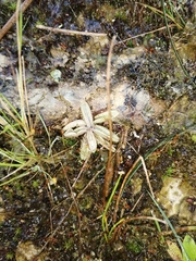 Pinguicula lusitanica
