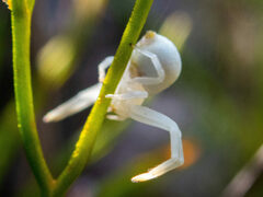 Zygometis xanthogaster