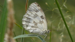 Melanargia lachesis