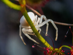 Zygometis xanthogaster