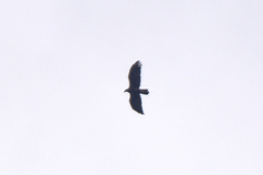Aquila chrysaetos daphanea