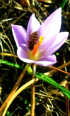 Crocus serotinus